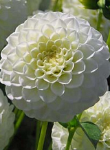 X 10 DAHLIA WHITE ASTER