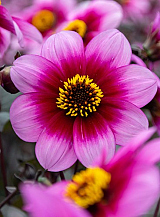 X 10 DAHLIA WISHES N DREAMS