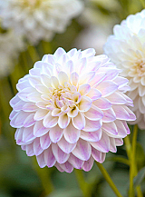 X 10 DAHLIA WITTEM