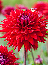 X 10 DAHLIA WITTEMANS BEST
