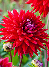 X 10 DAHLIA WITTEMANS BEST