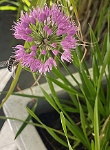 X 25 ALLIUM MILLENIUM