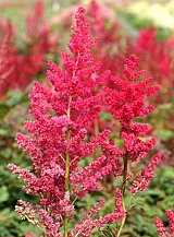 X 25 ASTILBE ARENDSII SPINELL