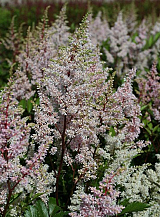 X 25 ASTILBE JAPONICA PEACH BLOSSOM