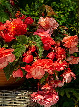 X 25 BEGONIA CASCADE FLORENCE