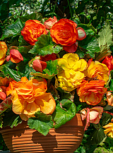 X 25 BEGONIA CASCADE SUNRAY