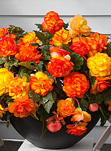 X 25 BEGONIA CASCADE SUNRAY