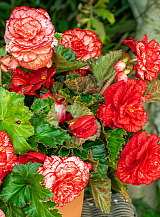 X 25 BEGONIA MARMORATA