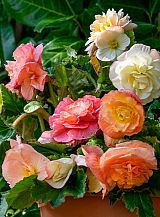 X 25 BEGONIA PASTEL COMPACTA MIX