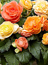 X 25 BEGONIA PASTEL COMPACTA MIX