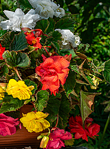 X 25 BEGONIA PENDULA MIX