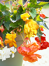 X 25 BEGONIA PENDULA MIX
