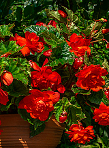 X 25 BEGONIA PENDULA RED