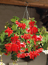 X 25 BEGONIA PENDULA RED