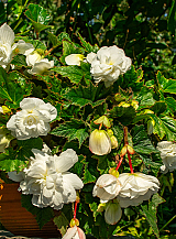 X 25 BEGONIA PENDULA WHITE