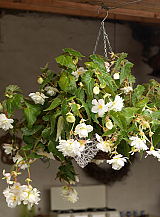X 25 BEGONIA PENDULA WHITE