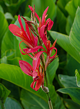 X 25 CANNA CITY OF PORTLAND