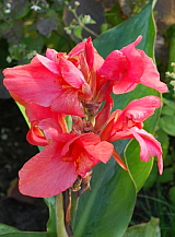 X 25 CANNA CITY OF PORTLAND