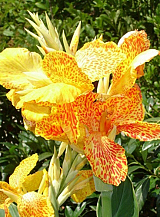 X 25 CANNA PICASSO