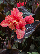 X 25 CANNA PINK FUTURITY