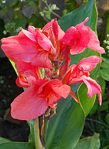 X 25 CANNA PINK FUTURITY