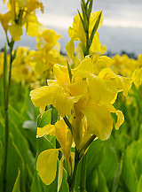 X 25 CANNA RICHARD WALLACE