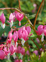 X 25 DICENTRA SPECTABILIS