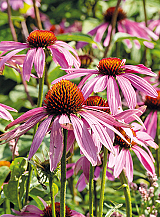 X 25 ECHINACEA PURPUREA
