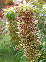 X 25 EUCOMIS BICOLOR