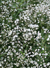 X 25 GYPSOPHILA PANICULATA