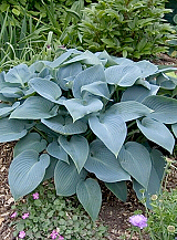 X 25 HOSTA TARDIANA HALCYON
