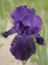 X 25 IRIS GERMANICA NIGHT OWL