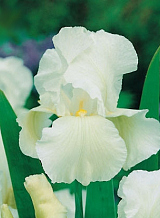 X 25 IRIS GERMANICA WHITE KNIGHT