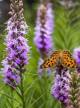 X 25 LIATRIS SPICATA