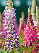 X 25 LUPINUS MIX