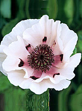 X 25 PAPAVER PERRYS WHITE