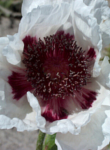 X 25 PAPAVER PERRYS WHITE