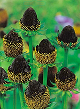 X 25 RUDBECKIA BLACK BEAUTY
