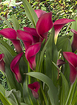 X 25 ZANTEDESCHIA CALLAFORNIA RED