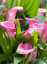 X 25 ZANTEDESCHIA GARNET GLOW