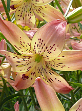 X 50 LILIUM CORSAGE