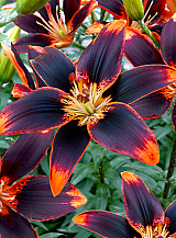 X 50 LILIUM FOREVER SUSAN