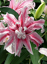 X 50 LILIUM MAGIC STAR