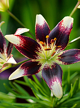 X 50 LILIUM NETTY'S PRIDE