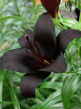 X 50 LILIUM NIGHTRIDER