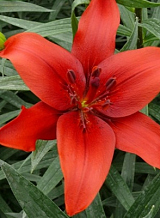 X 50 LILIUM RED COUNTY