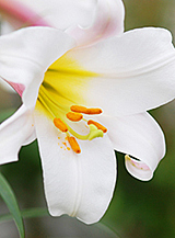 X 50 LILIUM REGALE