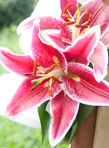 X 50 LILIUM STARGAZER