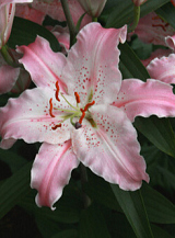 X 50 LILIUM VIRTUOSO