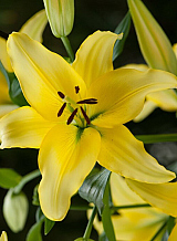 X 50 LILIUM YELLOW POWER